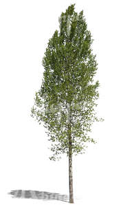 free cut out tall deciduous tree