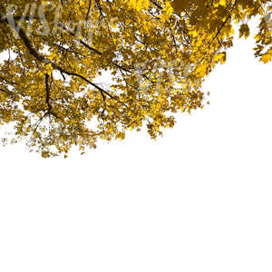 cut out maple branch with yellow leaves