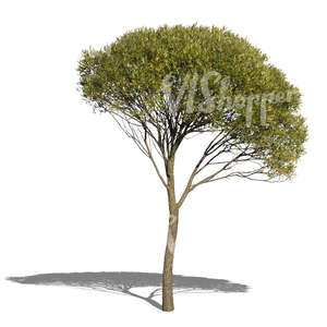 cut out small light green tree