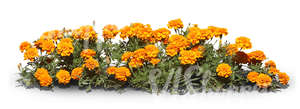 cut out row of orange flowers