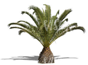 cut out medium size palm tree