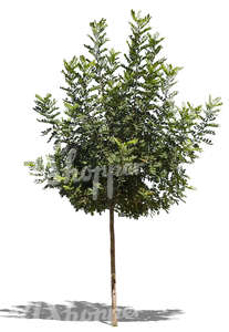 cut out medium size tropical tree