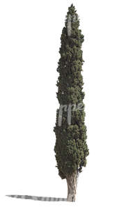 cut out tall cypress