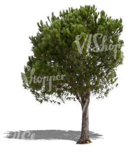 cut out medium size pine tree