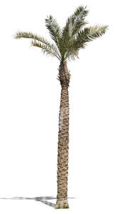 cut out tall palm tree with small leaves