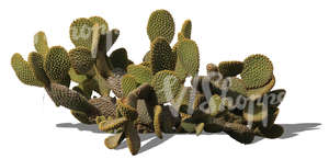 cut out cactus