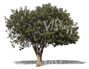 cut out medium size mediterranean tree