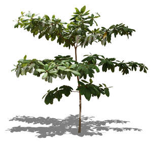 cut out small tropical tree with big leaves