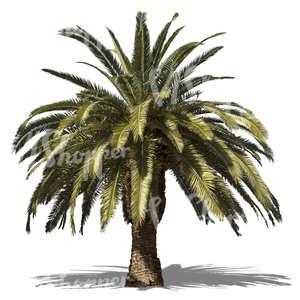 cut out low-growing palm tree