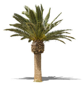 cut out small palm tree