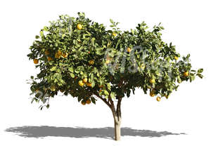 cut out orange tree with fruits