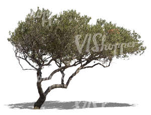 cut out olive tree