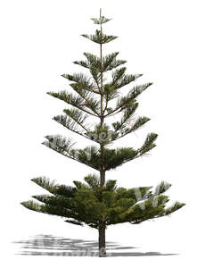 cut out Norfolk island pine tree