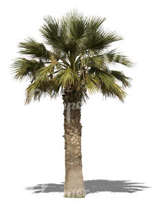 cut out big palm tree