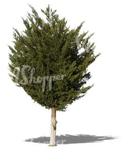 cut out medium tropical tree