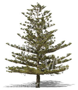 cut out Norfolk island pine