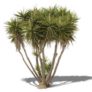 cut out goup of small palm trees