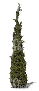 cut out cypress