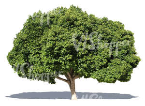 cut out big laurel tree