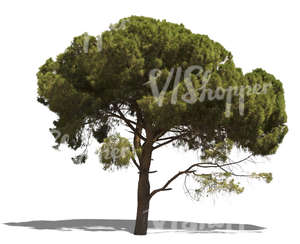 cut out mediterranean pine tree