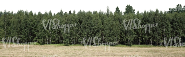 cut out landscape with birch forest