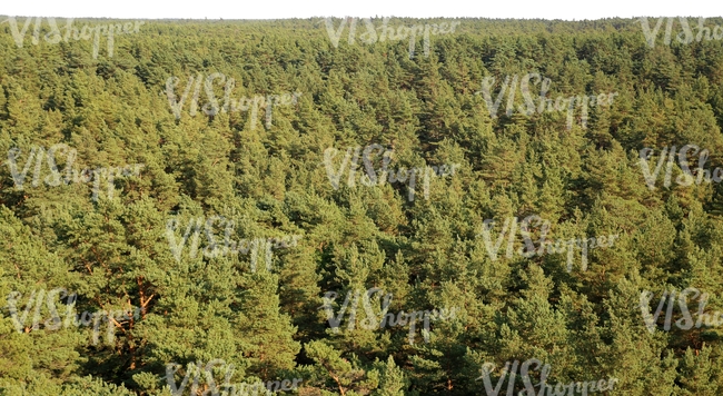 cut out forest background seen from above