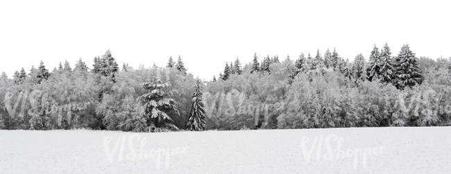 cut out background with a snowy forest