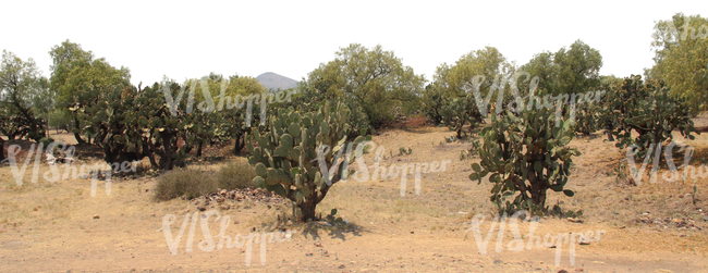 cut out background with an arid wilderness and cactuses