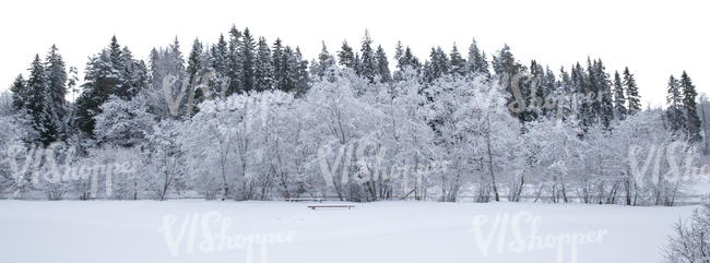 cut out background with snow covered forest