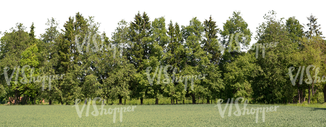 cut out background with trees and meadow