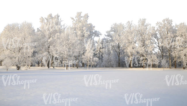 cut out background with snow covered trees