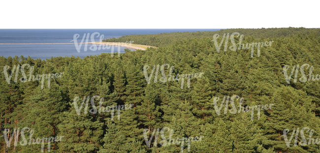 bird-eye background with forest and sea 