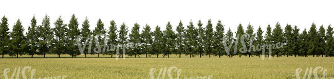 cut out background with a row of firs