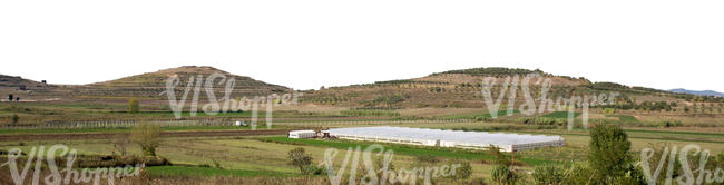 cut out background with small mountains and olive groves