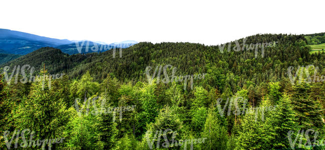 cut out mountainous background with forest