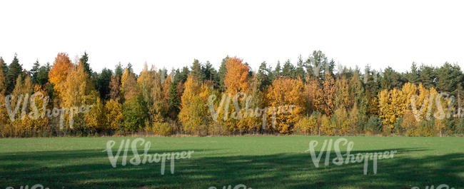 cut out background with forest in autumn