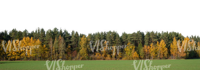 forest background in autumn