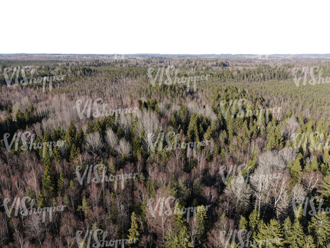 bird-view background with forest