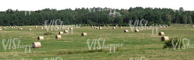 background with moed hay field