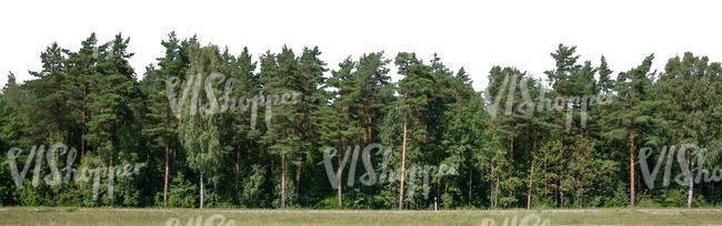 background with pine forest