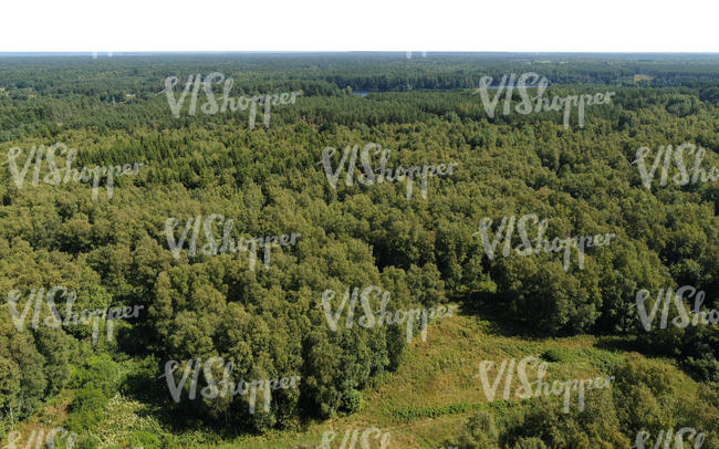 above view of forests