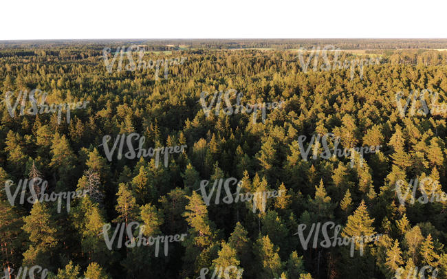 above view of a forest in golden evening light