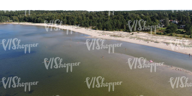 bird-eye background with beach and forest