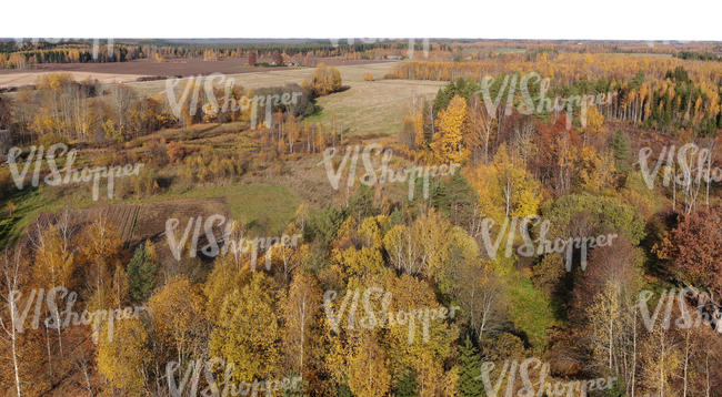 drone view of a forest in autumn colours