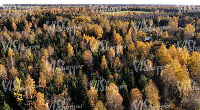 bird-eye view of a forest in autumn