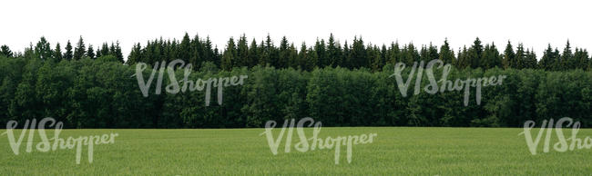 field with a forest in the background