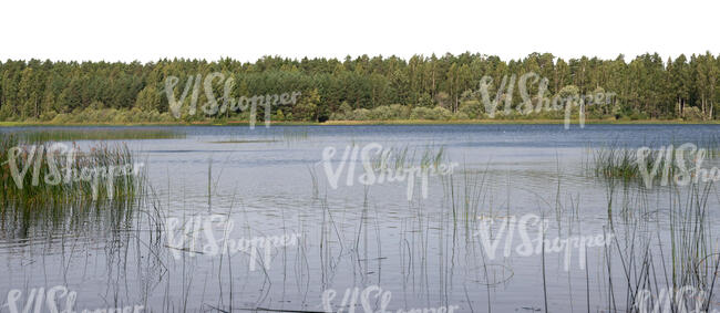 background with lake and forest