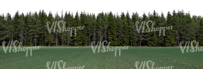 background image of a spruce forest