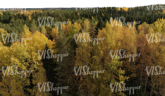 cut out aerial view of a forest in autumn