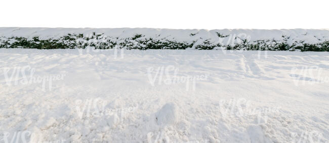 cut out background with snow covered spruce hedge